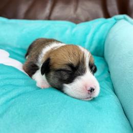 REBA - Sable female Pembroke Welsh Corgi puppy in Ritzville, Washington from Sapphire Iris Corgis