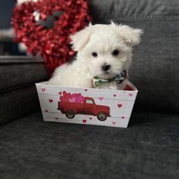 Maltese Puppies from Genice’s Small Wonders