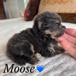 Moose - Blue and tan male Pomeranian puppy in San Marcos, Texas from Petticoat Poms