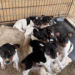 Rat Terrier puppies from FA Puppies