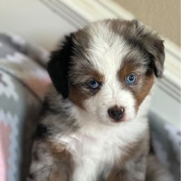 Miniature Australian Shepherd and Toy Australian Shepherd Puppies from Bar C Toy & Mini Aussies