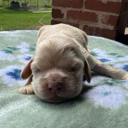 Theodore - Buff male Cocker Spaniel puppy in Lake, Mississippi from MGs Cockers