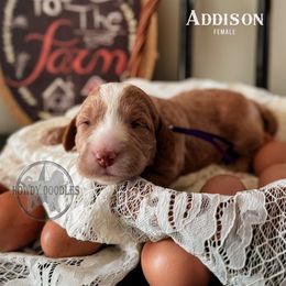 Bordoodle and Labradoodle Puppies from Howdy Doodles