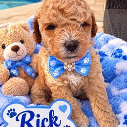 Rick - Gold and white male Shihpoo puppy in Cooper City, Florida from Jenny La Bone