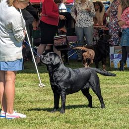 Sami - Labrador Retriever