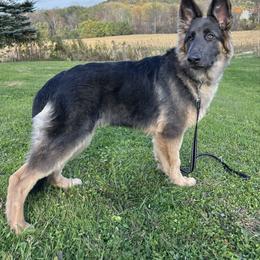 Geeho - German Shepherd