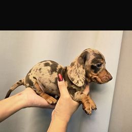 Boy 3 - Dapple male Dachshund puppy in Jurupa Valley, California from Divine Doxies