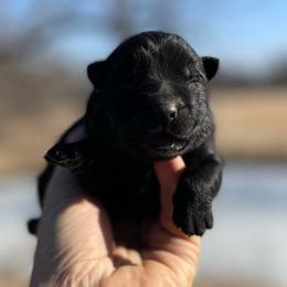 Tera - Black female German Shepherd puppy in Milan, Illinois from Stonewick German Shepherds