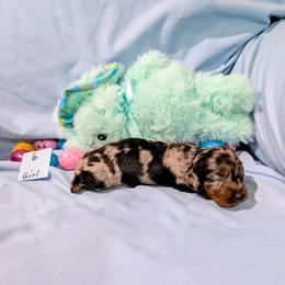 Temperance - Dapple female Dachshund puppy in Jerusalem, Ohio from Twin Hickory Ranch