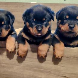 Rottweilers from Patty Cunningham