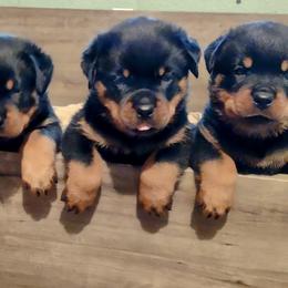 Rottweilers from Patty Cunningham