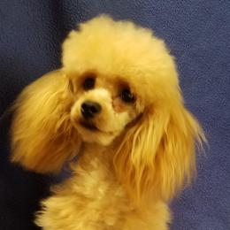 Boss - Poodle
