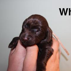 White - Liver female Boykin Spaniel puppy in Northport, Alabama from Blue Creek Boykins