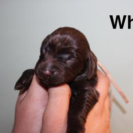 White - Liver female Boykin Spaniel puppy in Northport, Alabama from Blue Creek Boykins