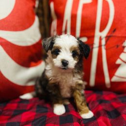 Vixen - Blue merle male Aussiedoodle puppy in Ririe, Idaho from Diamond H Puppies