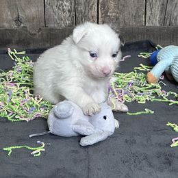 Aiibe - White and blue merle Border Collie puppy in Guffey, Colorado from Sunset Ridge
