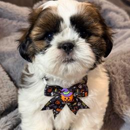 Moo Moo - Brindle and white male Shih Tzu puppy in Northridge, California from Our ShihTzu Family