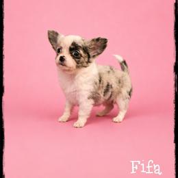 Fifa - Merle female Chihuahua puppy in Demorest, Georgia from Sourpatch Chihuahuas