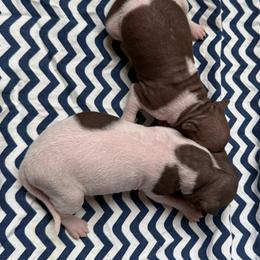 Sunkist - White and chocolate female American Hairless Terrier puppy in Buckingham, Illinois from Gaus Hof