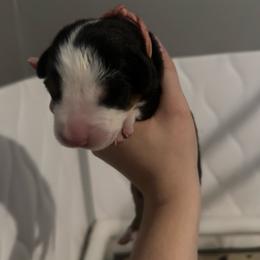 Pink Girl - Black, white and red female Greater Swiss Mountain Dog puppy in Lower Burrell, Pennsylvania from Polyanna’s GSMD