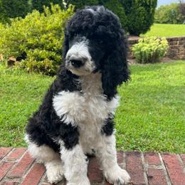 Mako - Parti male Poodle puppy in Harpers Ferry, West Virginia from Oso Perfect Poodles and Doodles