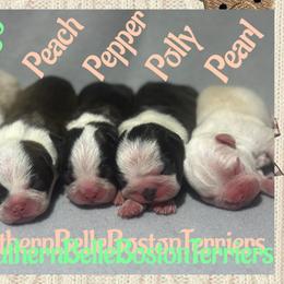 Peach - Red female Boston Terrier puppy in Brazos Point, Texas from TX Southern Belle Bostons