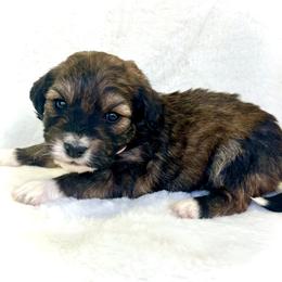Sierra - Sable female Aussiedoodle puppy in Paoli, Indiana from Brambleberry Doodles