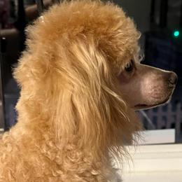 Winston - Apricot male Poodle puppy in Greenville, South Carolina from Wendy's House Of Poodles LLC
