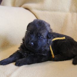 Gold boy - Sable male German Shepherd puppy in Lake George, Colorado from High Country German Shepherds