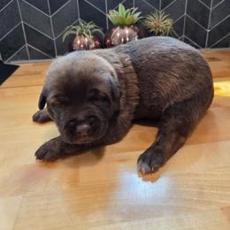 Moana (Liver dutchie female) - Gold brindle female Dutch Shepherd puppy in Signal Mountain, Tennessee from Torgun Police Dogs