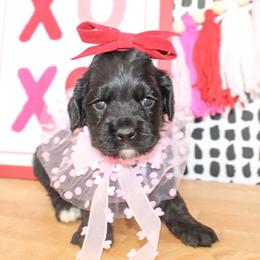 Belle - Black female Cockapoo puppy in Rattan, Oklahoma from Double M Cocker Spaniels