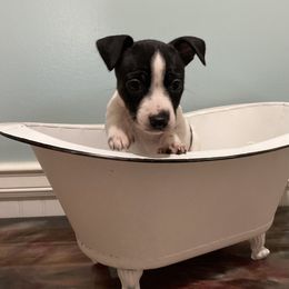 Black tri piebald - Black and white female Teddy Roosevelt Terrier puppy in Russellville, Kentucky from Mud-E Acres Kennel