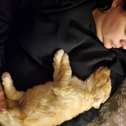 Goldendoodle Puppies from Soule Buddies