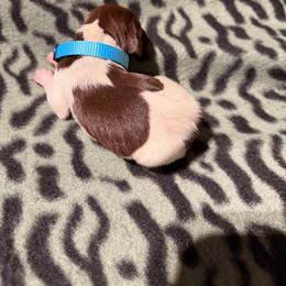 Blue - Liver and white male German Shorthaired Pointer puppy in Jackson, Georgia from Rosengrace Gsps (formerly Tiner GSP’s)