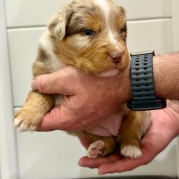 Tawny - Red merle female Australian Shepherd puppy in Collinston, Utah from Corbridge Aussies