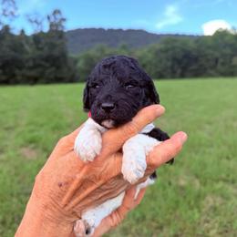 Maple - Parti female Goldendoodle puppy in Jasper, Georgia from Harrington Doodles & Poodles