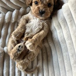 Cavapoo puppies from West Cobb Dogs