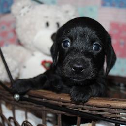 Boy 1 - Black male Dachshund puppy in Craig, Colorado from Rocky Mountain Shih Tzus and Dry Creek Miniature Dachshunds