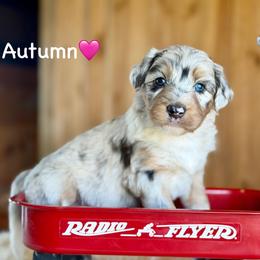 Autumn - Blue merle female Aussiedoodle puppy in Lancaster, Minnesota from Finney Ranch