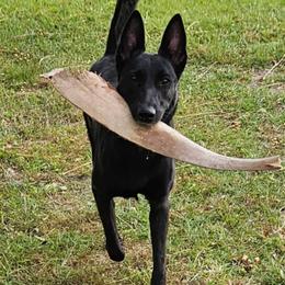 Mona - Dutch Shepherd