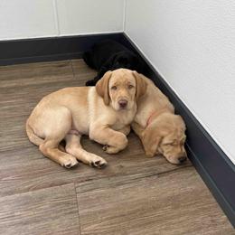 Labrador Retriever Puppies from Branley's Riverside Labradors