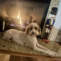 Ruthie - Goldendoodle