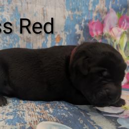 Miss Red - Black female Labrador Retriever puppy in Lebanon, Pennsylvania from Robertson's Retrievers and Doodles
