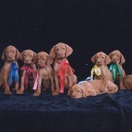 Vizsla Puppies from Sierra Vizslas