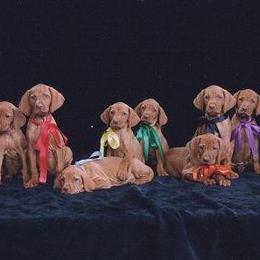 Vizsla Puppies from Sierra Vizslas