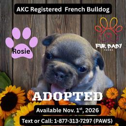 Janet - Tricolors female French Bulldog puppy in Michigan from Fur Baby Farms