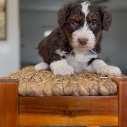 Chocolate tri - male Australian Mountain Doodle puppy in Spanish Fork, Utah from Little Puppy Co.