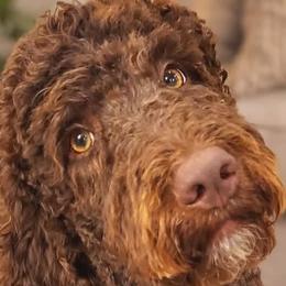 Double Doodles, Goldendoodles, and Labradoodles from Godley Doodles Of Texas