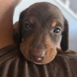 Gnocchi - Chocolate and tan male Dachshund puppy in Arizona from Tps Teeny Weins