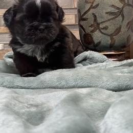 Orange baby boy - Black and white male Shih Tzu puppy in Zephyrhills, Florida from Tony's Shih Tzus